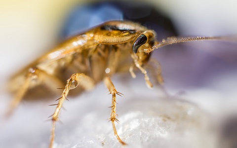 ¿Hay repelentes contra las cucarachas, hormigas o chinches de cama? 